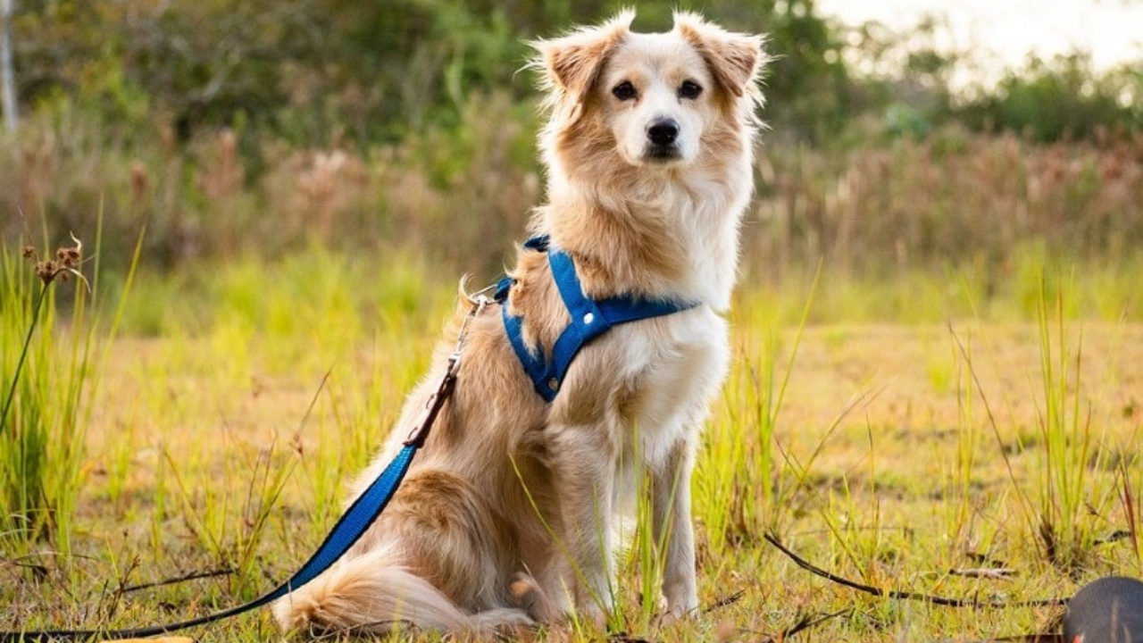 Best Harness for Your Toy Dog