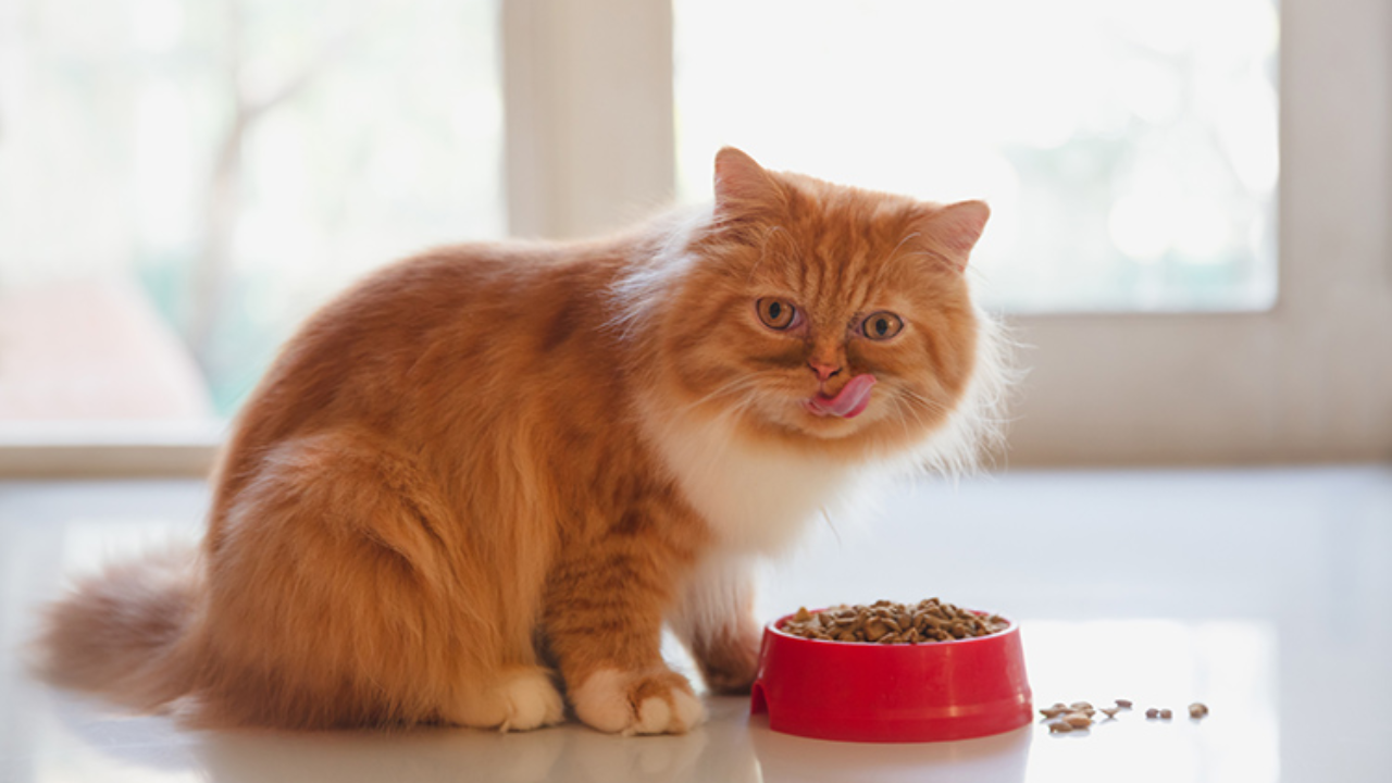 Best Foods for Cats Suffering from Constipation