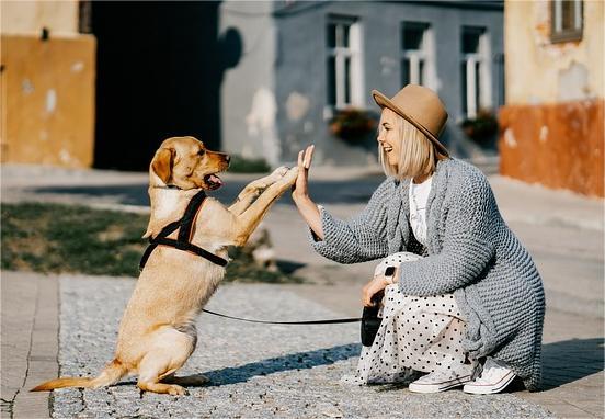 Dog Grooming Essentials: The Heart of a Happy, Healthy Puppy